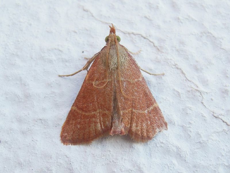 Hypsopygia incarnatalis (Pyralidae)